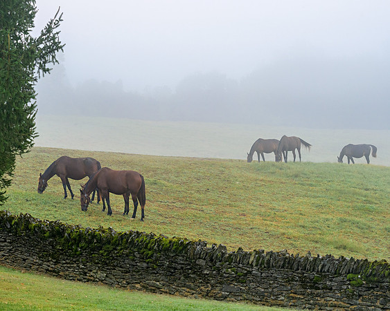 Horses_Hunterton7555_16x20