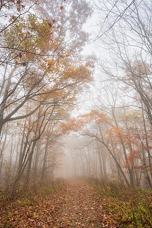 Fall_E_KY-2551