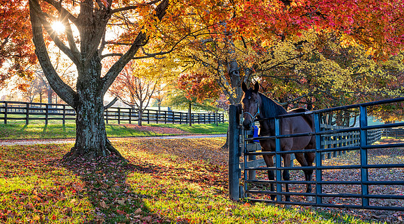 Horses-4110_36x20