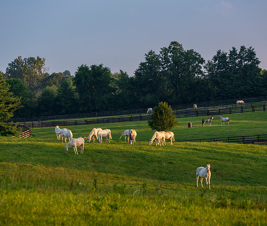 Horses_White-9271