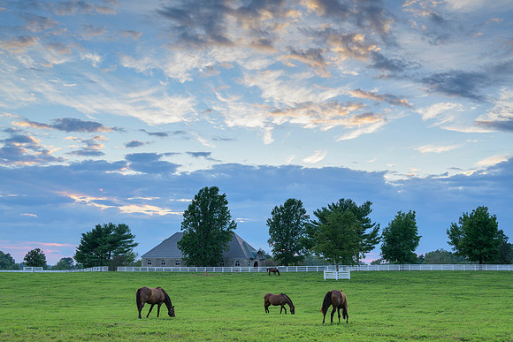 Horses-8994