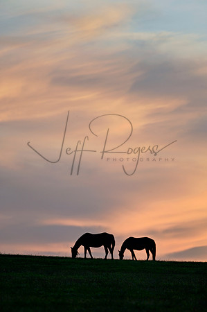 _JRP5209_Radiant