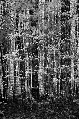 _JRP1863_Radiant