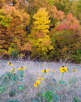 GFXS3668_Radiant