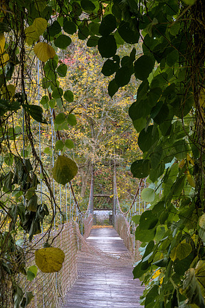 Fall_E_KY-2439