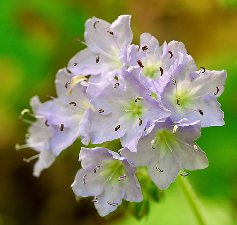 _JRP3079_Radiant