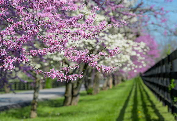 KY-Pisgah_Redbuds7502