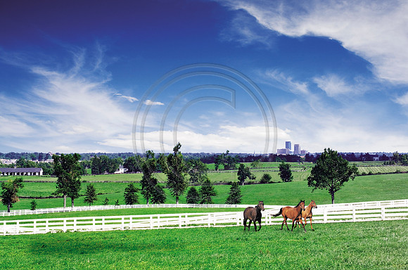 Horse_Sky6571r