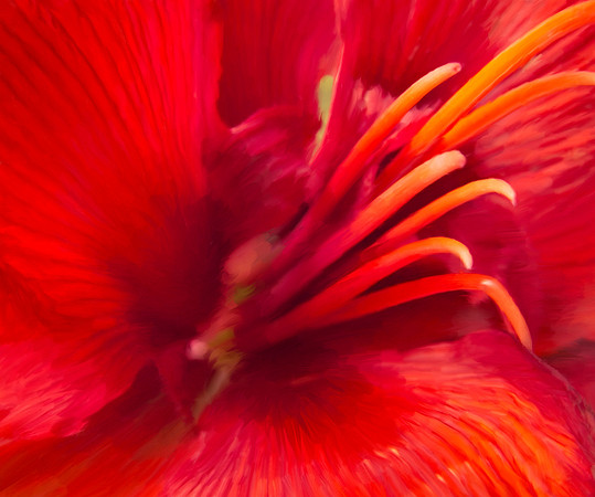 Flower_Amaryllis_2583P_20x24