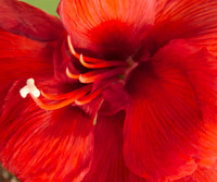 Flower_Amaryllis_2588P_20x24