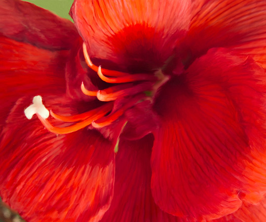 Flower_Amaryllis_2588P_20x24