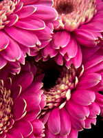 Flower_Cremone2960_P18x24txt