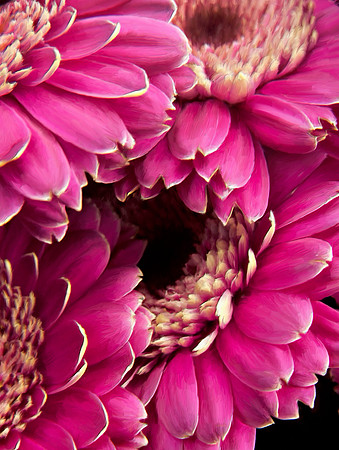Flower_Cremone2960_P18x24txt