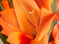 Flower_Glad2983_P18x24txt