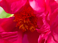Flower_Peonia2950_P18x24txt