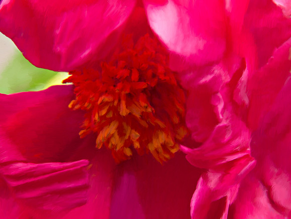 Flower_Peonia2950_P18x24txt