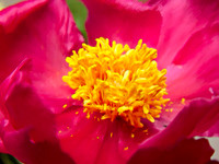 Flower_Peonia2946_P18x24txt