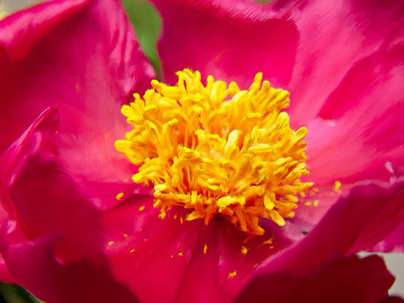 Flower_Peonia2946_P18x24txt