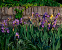 Flower_stoneIris_p16x20txt