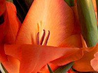 Flower_Glad2986_P18x24txt