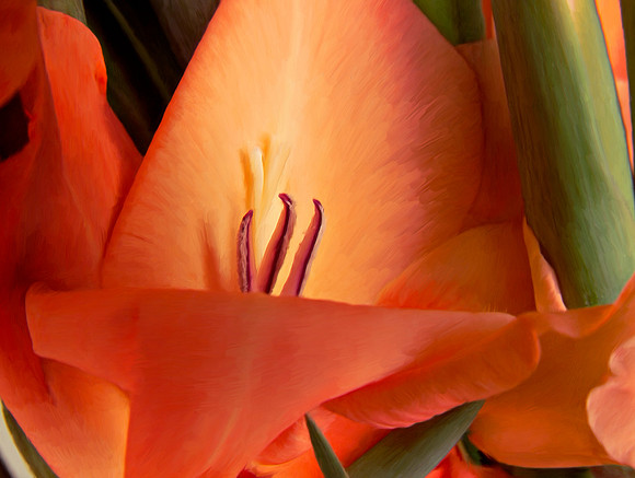 Flower_Glad2986_P18x24txt