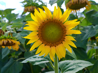 GFXS8438_Radiant