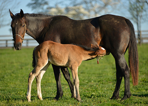 HorseHunterton0114