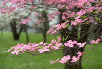 KY-Dogwood7821
