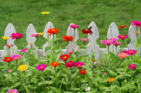 Flowers_fence5899