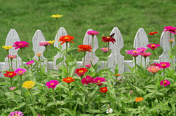 Flowers_fence5899