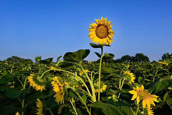 _JRP5790_Radiant