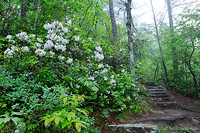 Gorge_Rhodo0570w