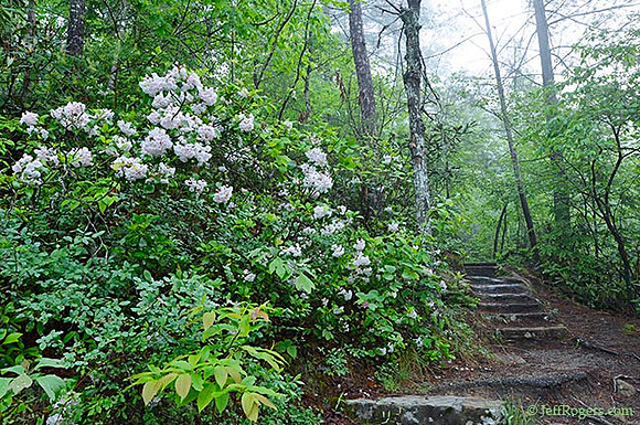Gorge_Rhodo0570w