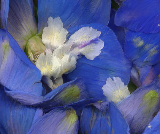 Flower_Delphinium_20x24