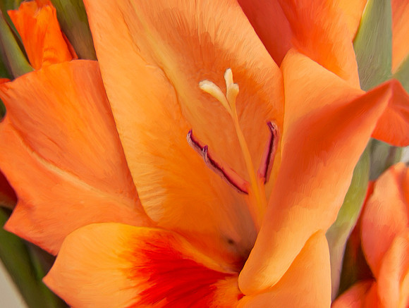 Flower_Glad2983_P18x24txt