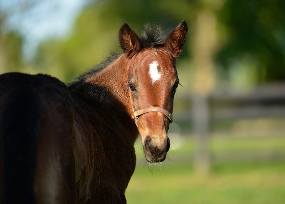 HorseHunterton0149