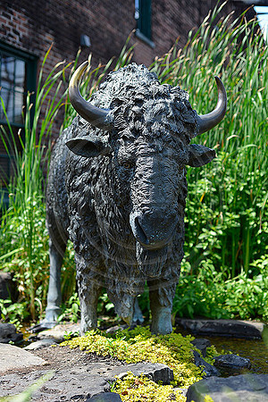 Bourbon_Buffalo3448