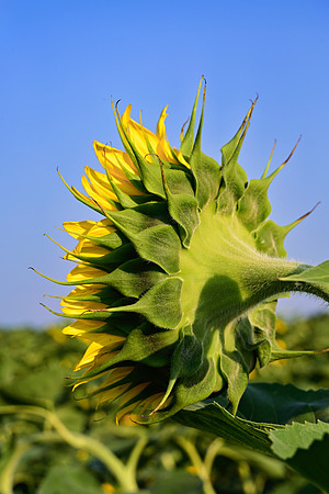 _JRP5763_Radiant