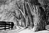 KY_Osage_Trees2538w