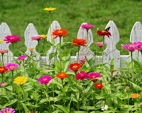 Flowers_5899_16x20