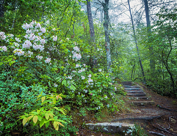 Gorge_Rhodendron0570_20x26