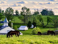 Horses_0011-20x26