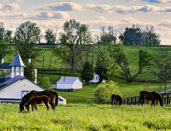 Horses_0011-20x26