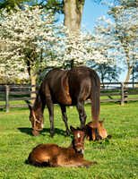 Hunterton_HorseFoal-0144_20x26