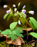 Wildflowers_Gorge_1218629_16x20