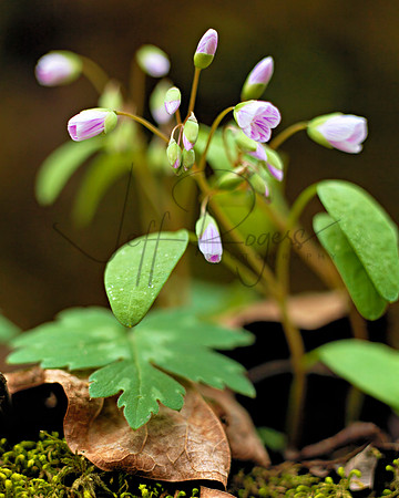 Wildflowers_Gorge_1218629_16x20