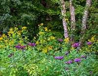 Weeds_Laurel6834_20x26