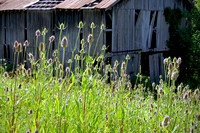 Barn_Thistles5169_16x24