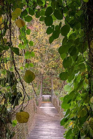 Fall_Swinging_Bridge2439_16x24