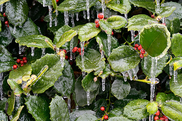 Holly_Ice5477_16x24